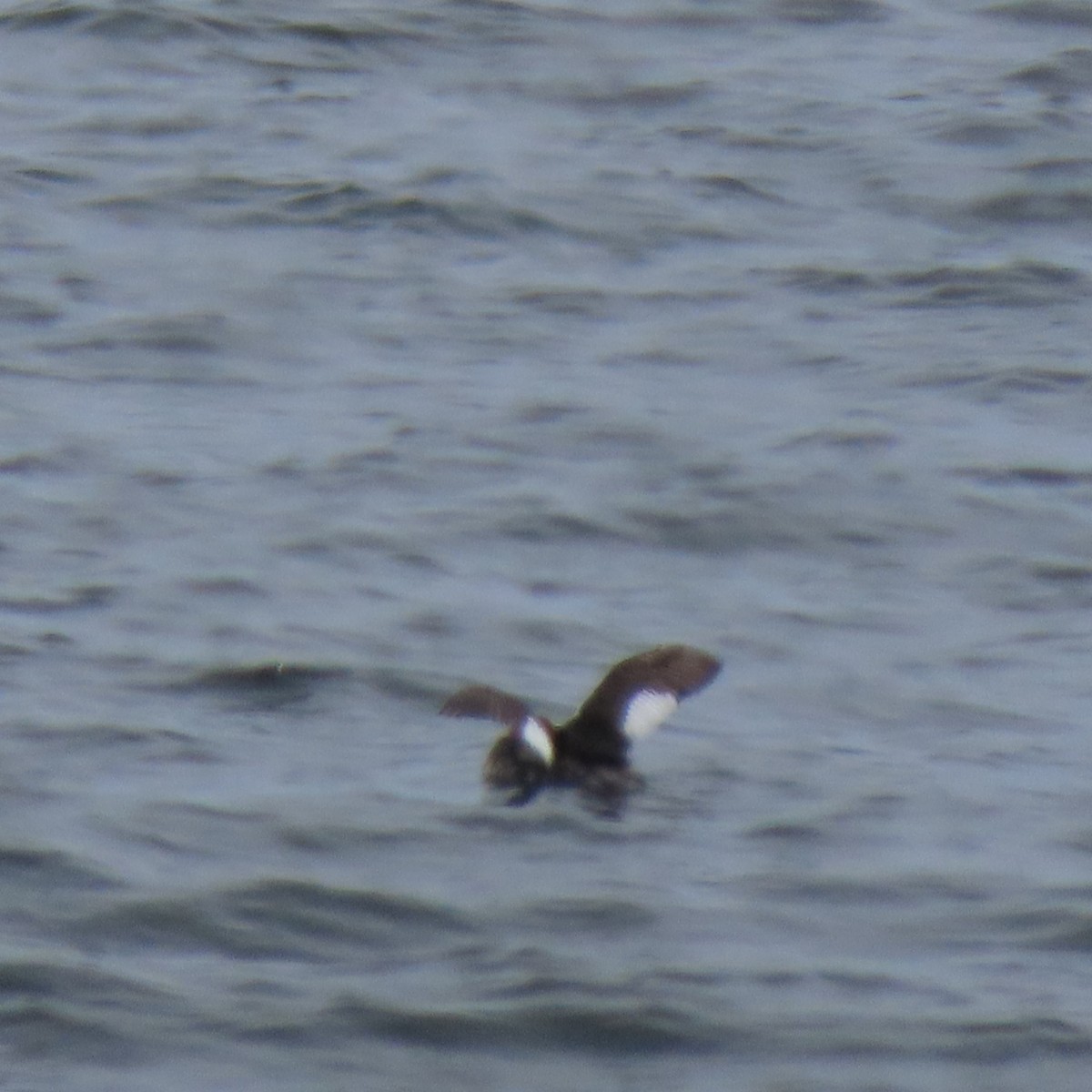 Red-necked Grebe - ML447227781