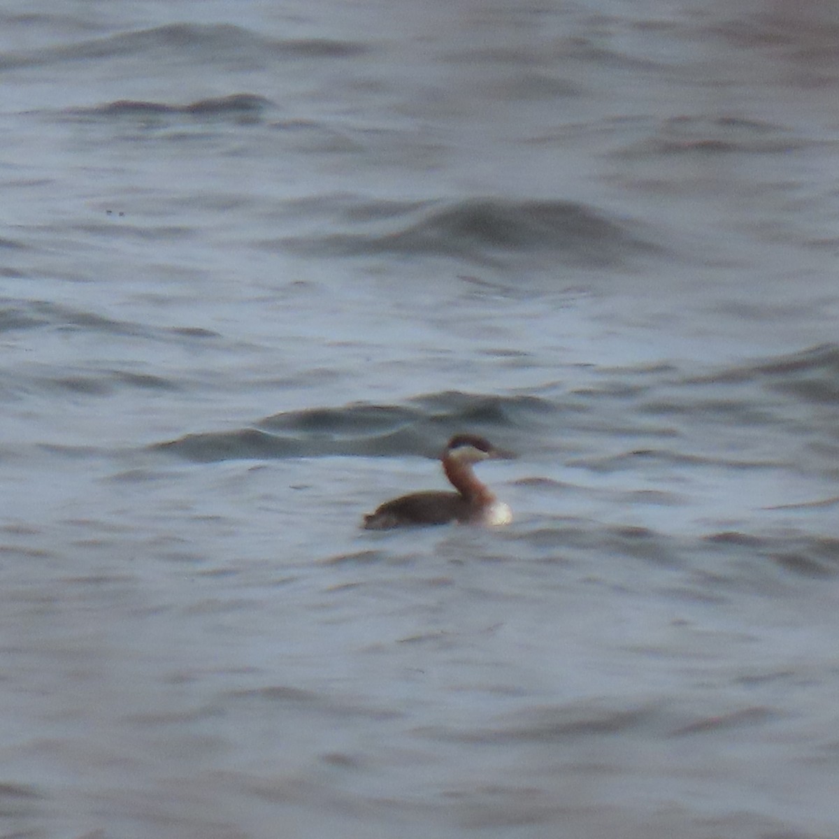 Red-necked Grebe - ML447227791