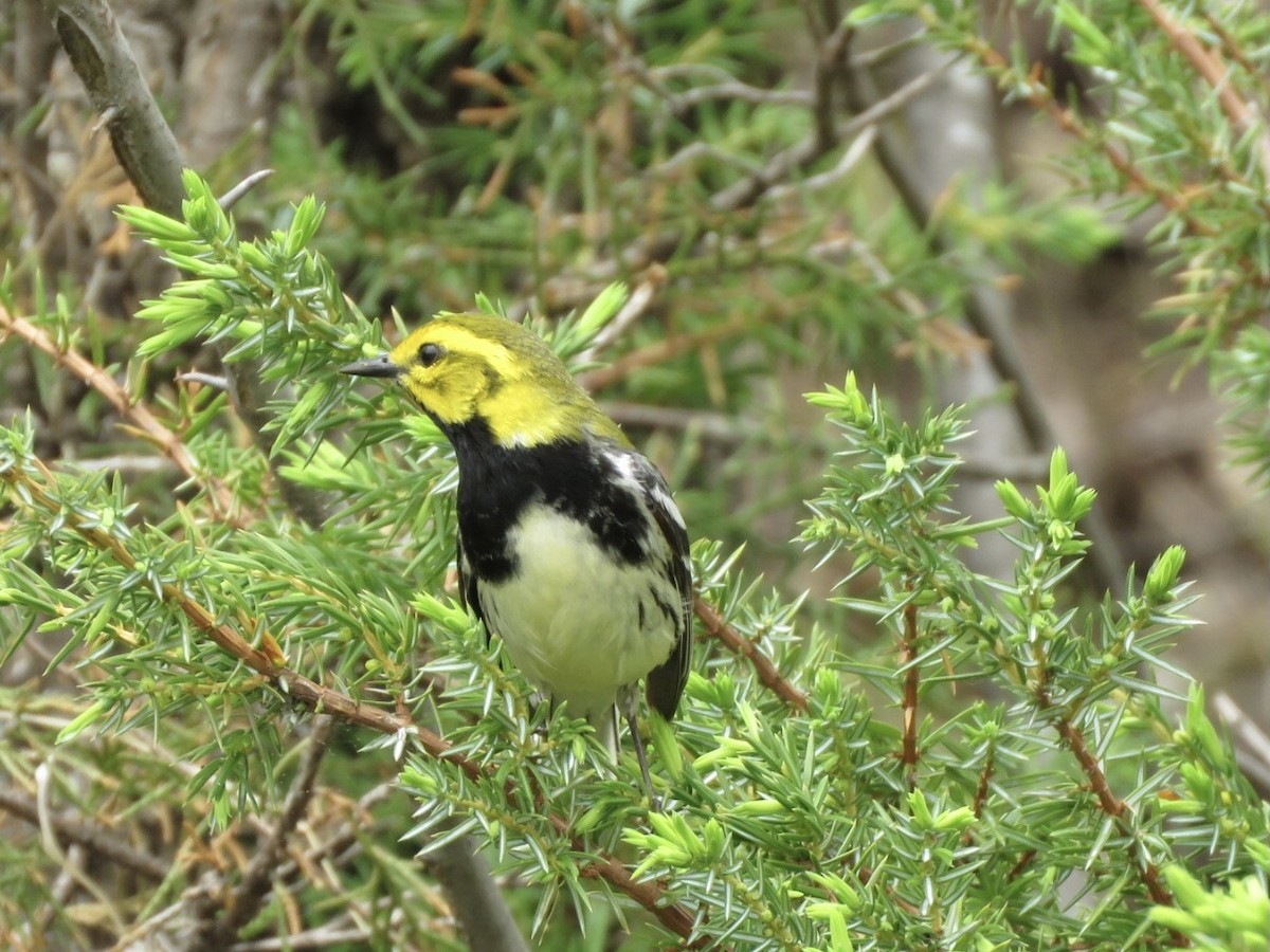 Black-throated Green Warbler - ML447228961