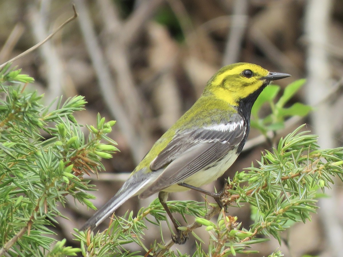 Black-throated Green Warbler - ML447228971