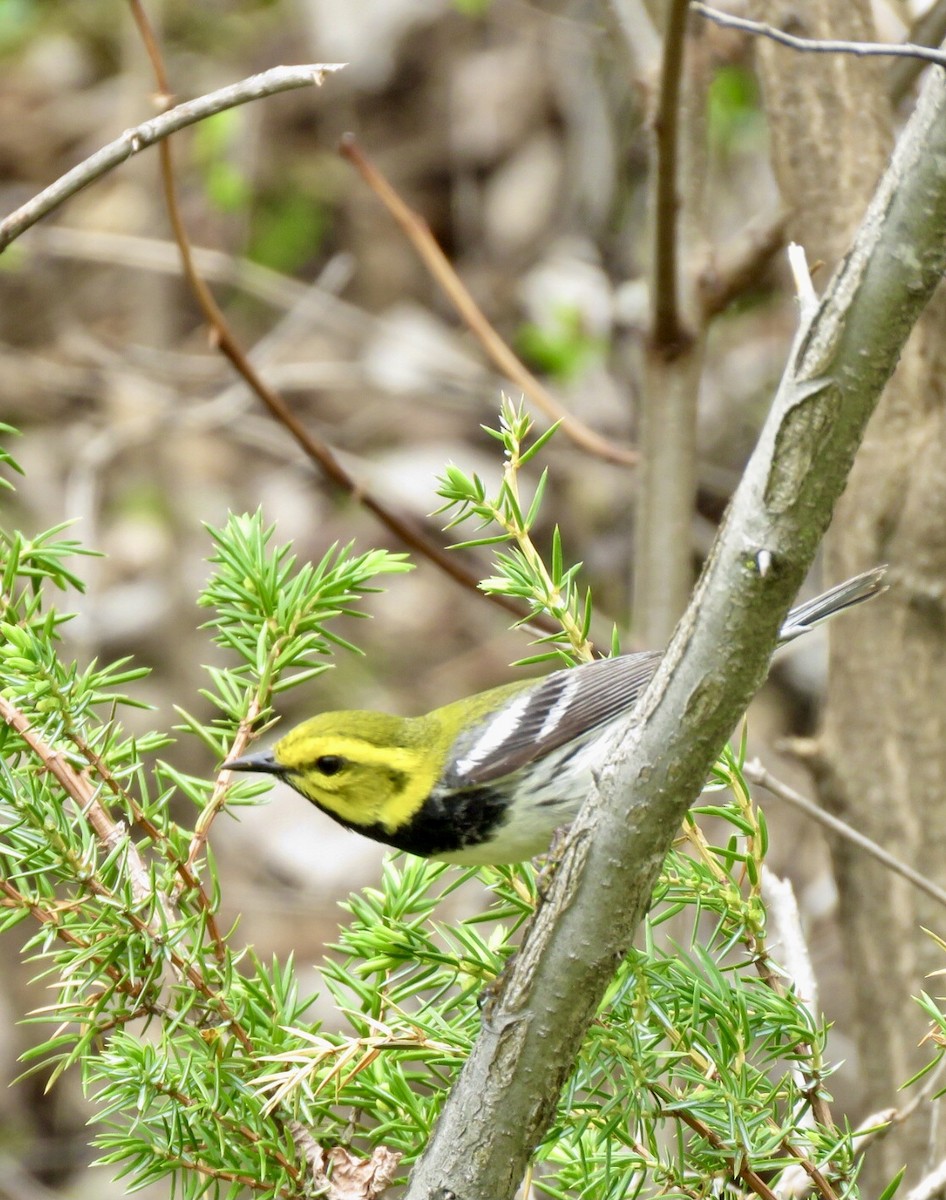 Black-throated Green Warbler - ML447228981