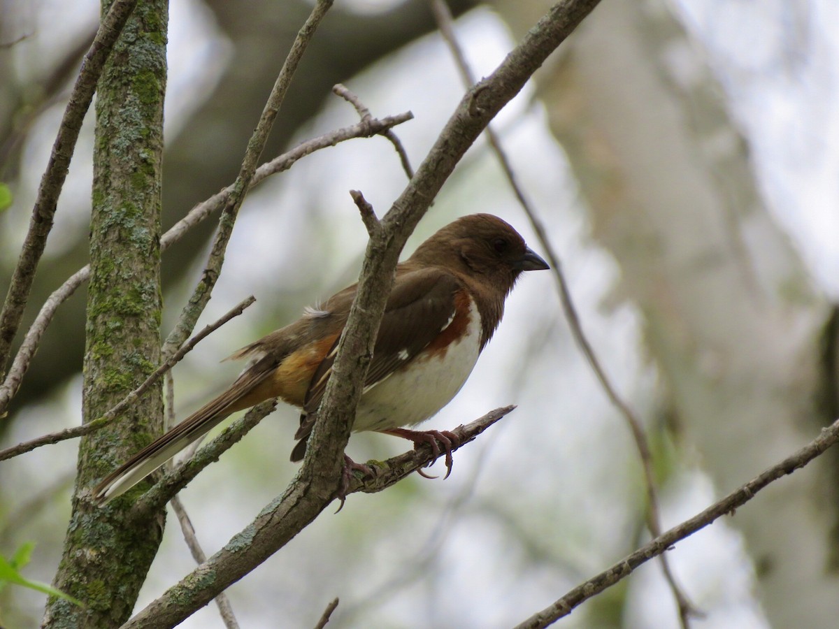 Eastern Towhee - ML447229171