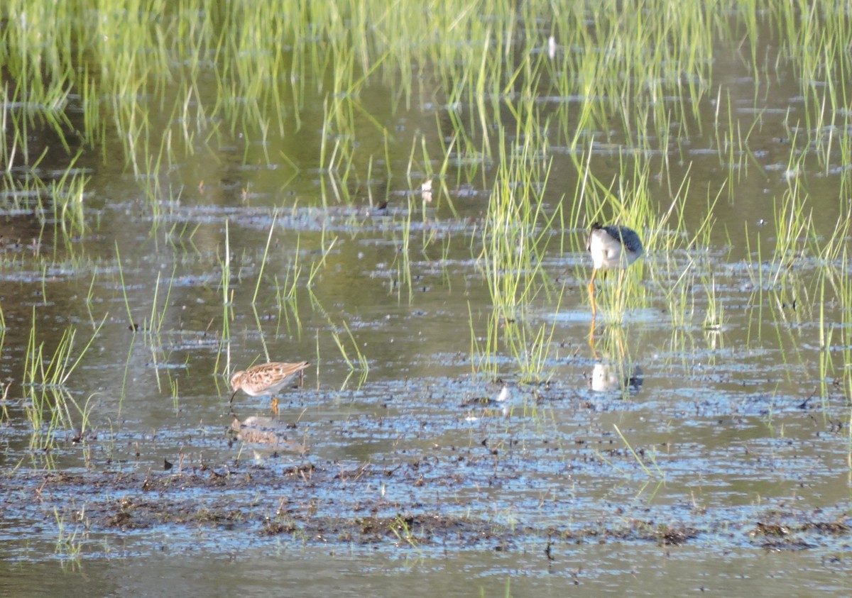 Least Sandpiper - ML447229211