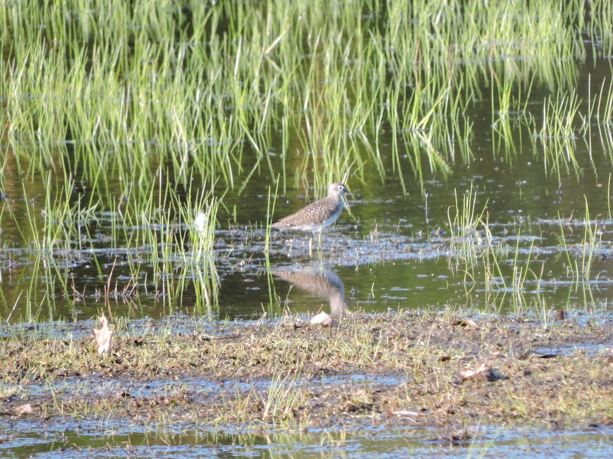 Solitary Sandpiper - Thomas Williams