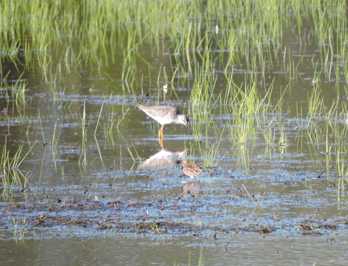 Lesser Yellowlegs - ML447229381