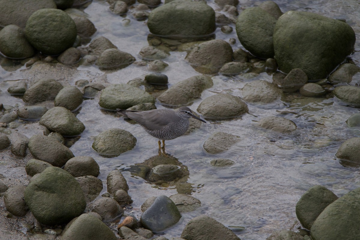 Wandering Tattler - ML447234631