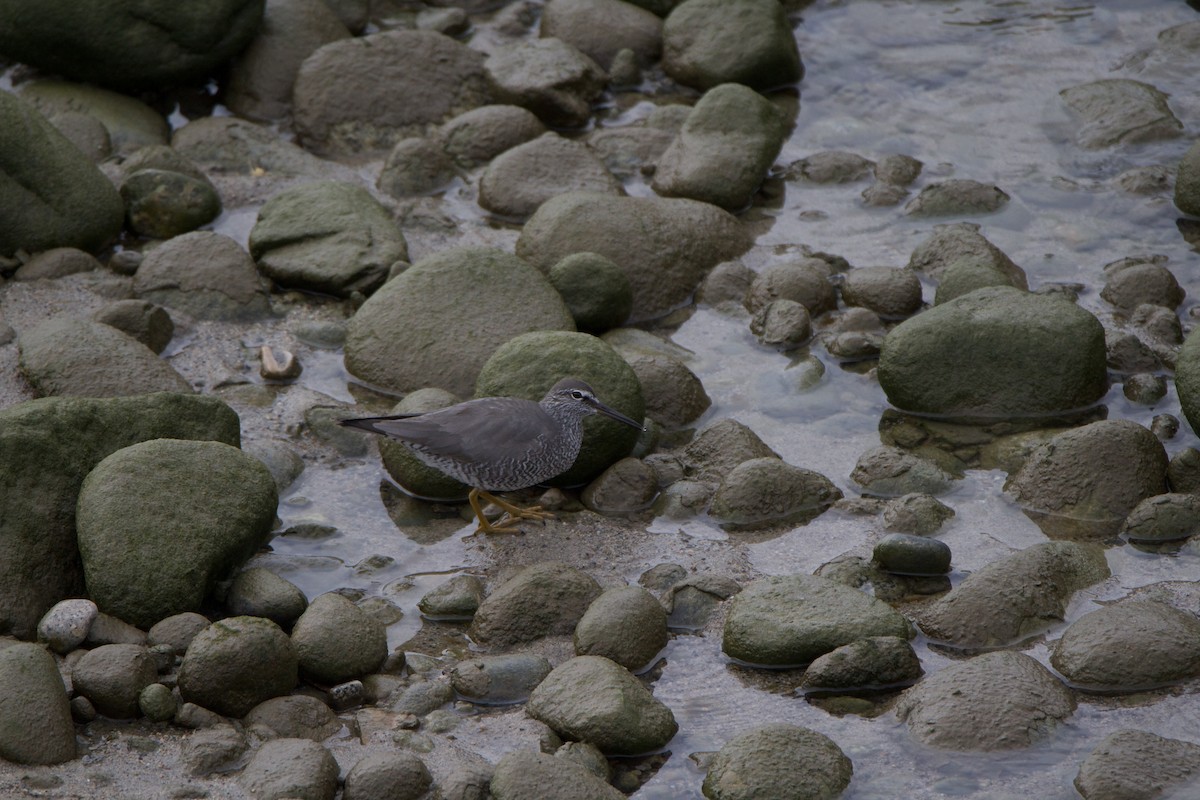 Wandering Tattler - ML447234791
