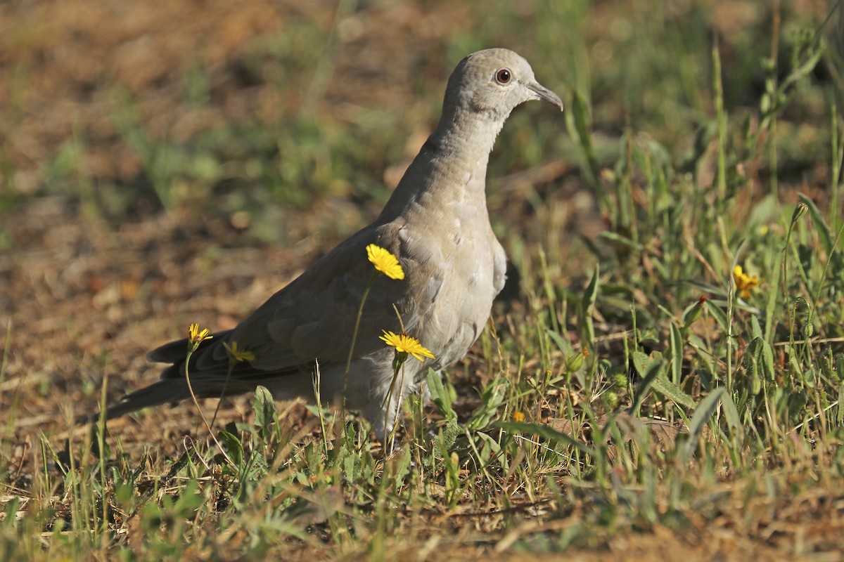 Eurasian Collared-Dove - ML447235091