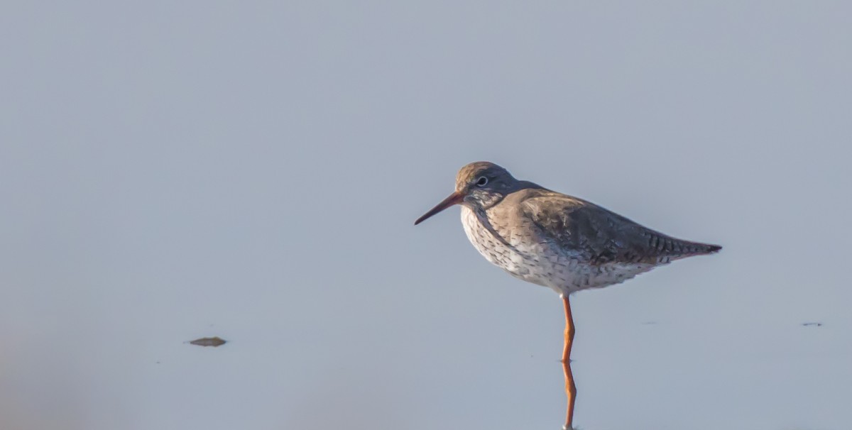 Common Redshank - Francisco Pires