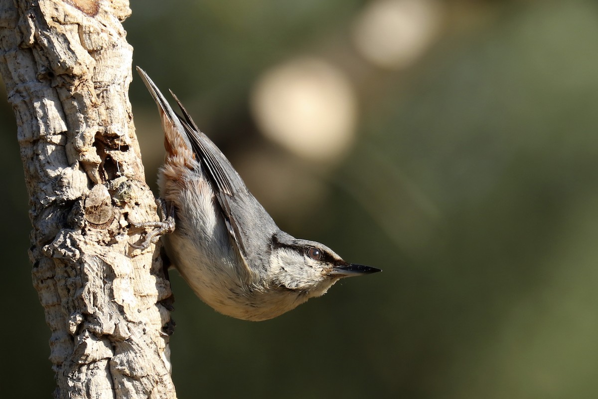 Eurasian Nuthatch - ML447235821