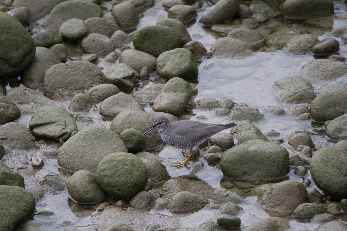 Wandering Tattler - ML447236021