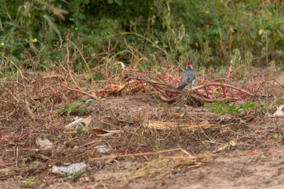 Red-crested Cardinal - Facundo Quintela