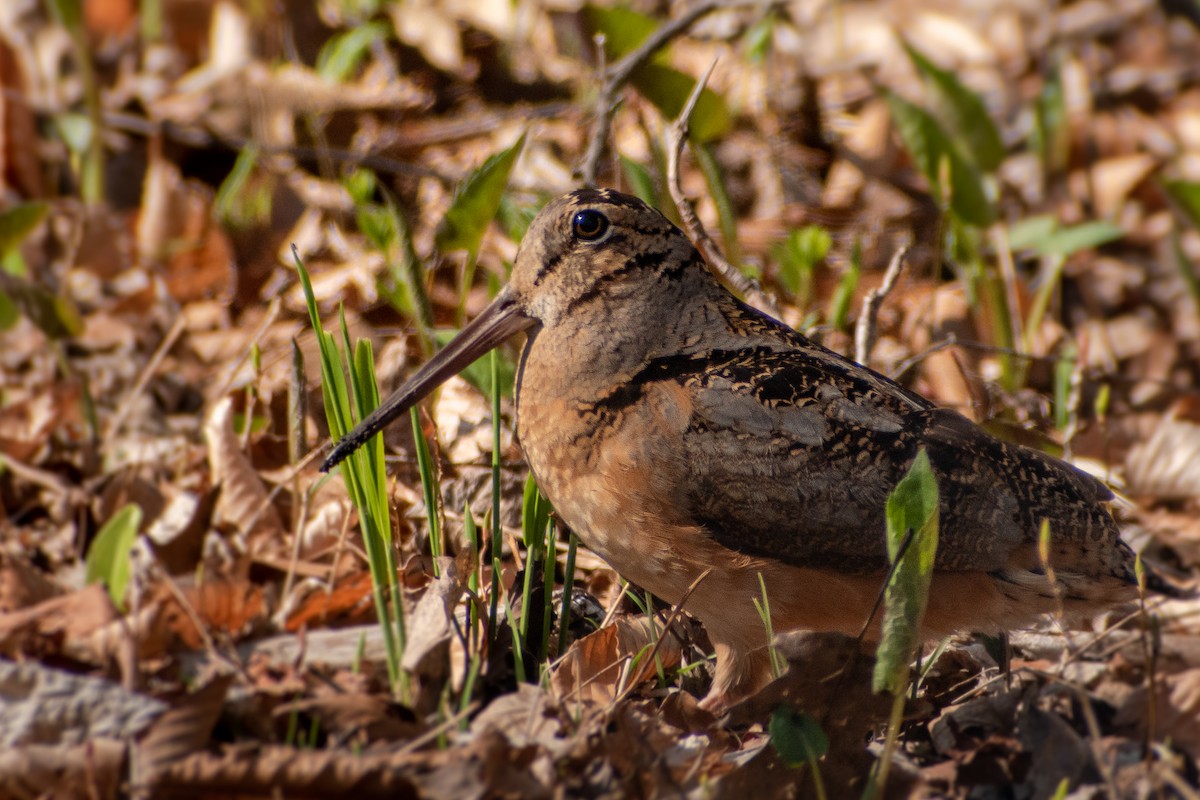 sluka americká - ML447237361