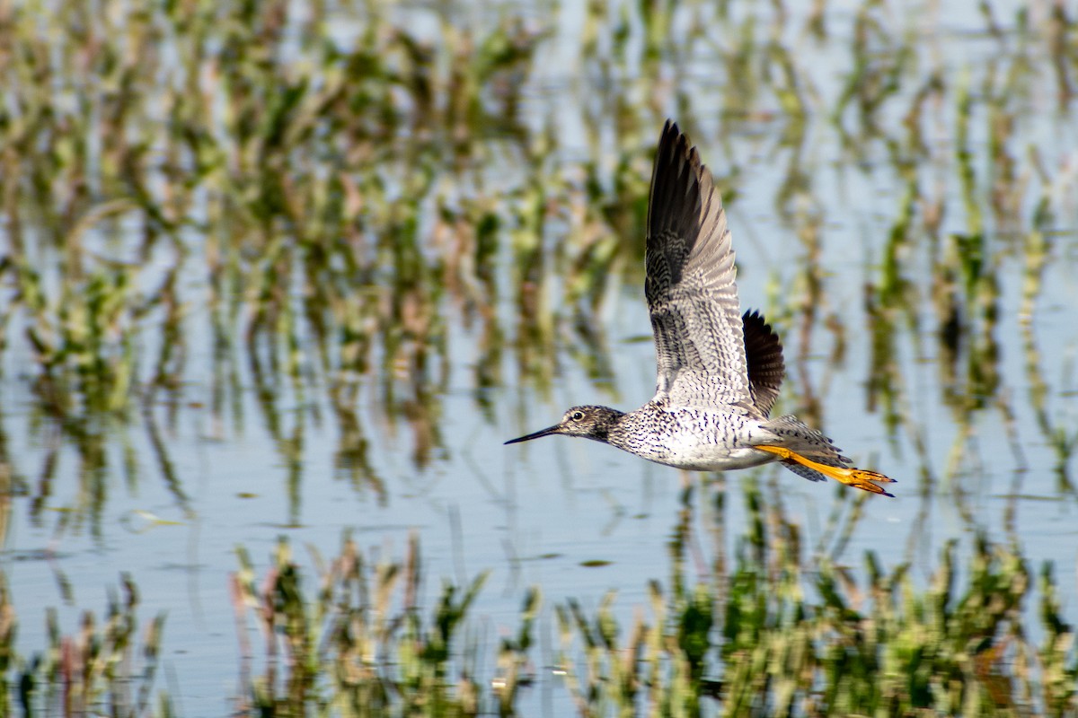 Lesser Yellowlegs - ML447237731