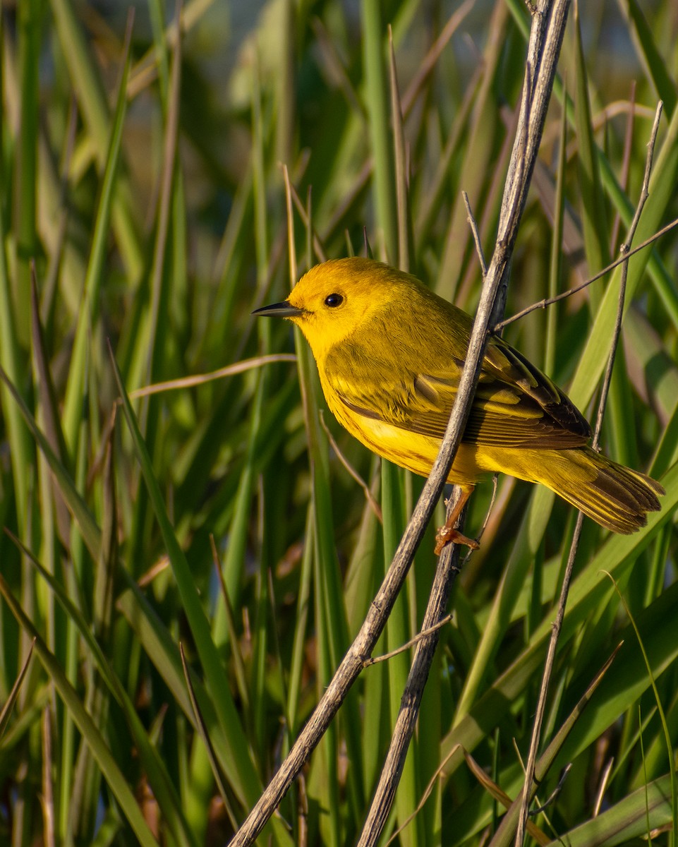 Northern Yellow Warbler - ML447237931