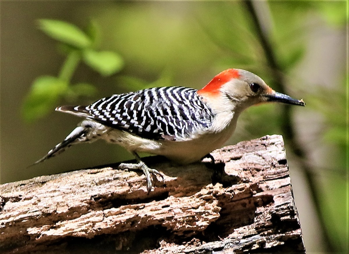 Red-bellied Woodpecker - ML447240641