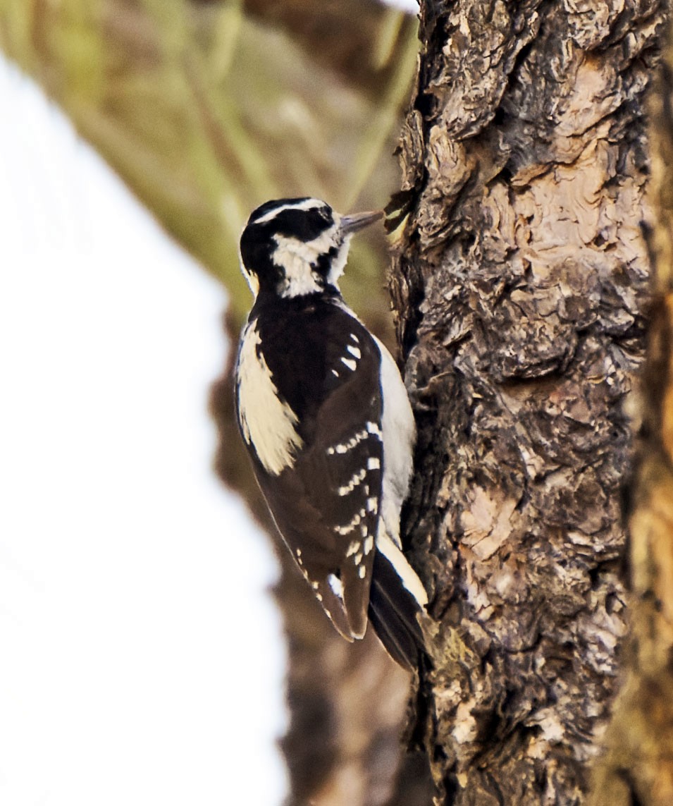 Hairy Woodpecker (Rocky Mts.) - ML447241101