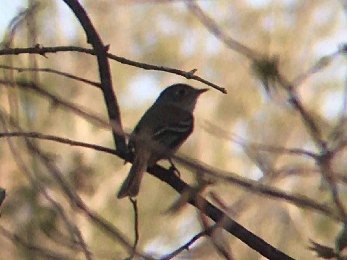 Least Flycatcher - ML447241181