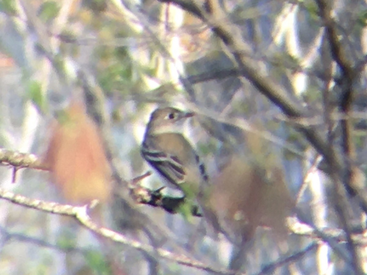 Least Flycatcher - ML447241191