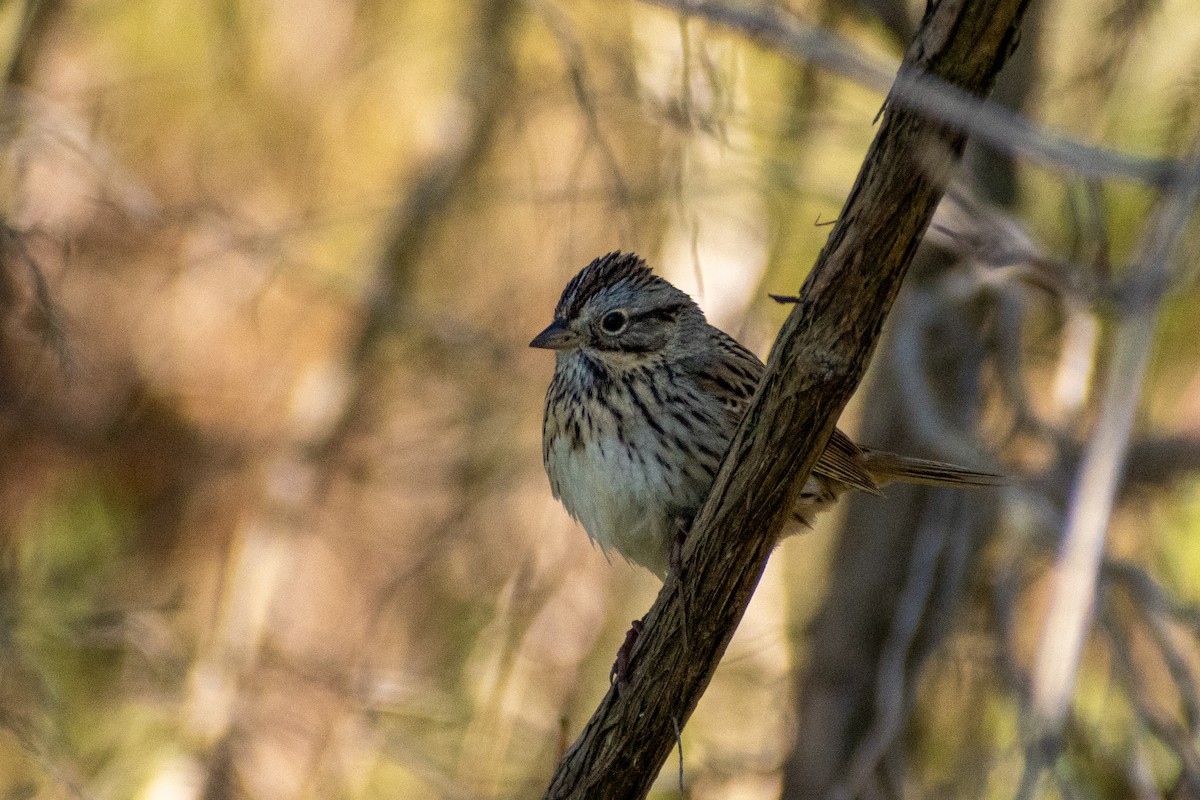 Lincoln's Sparrow - ML447241681