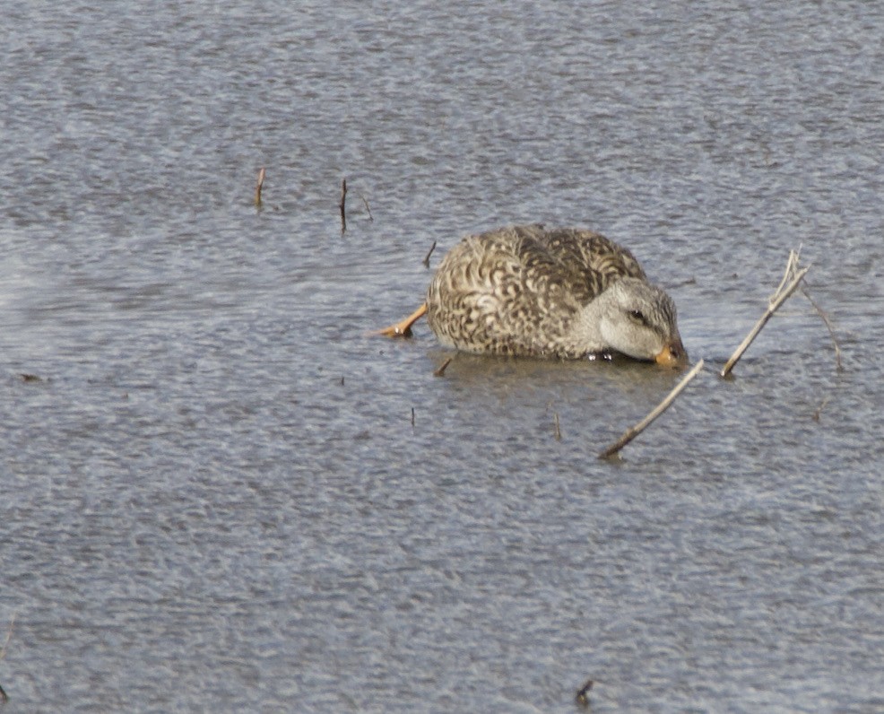 Gadwall - Bitty Roy