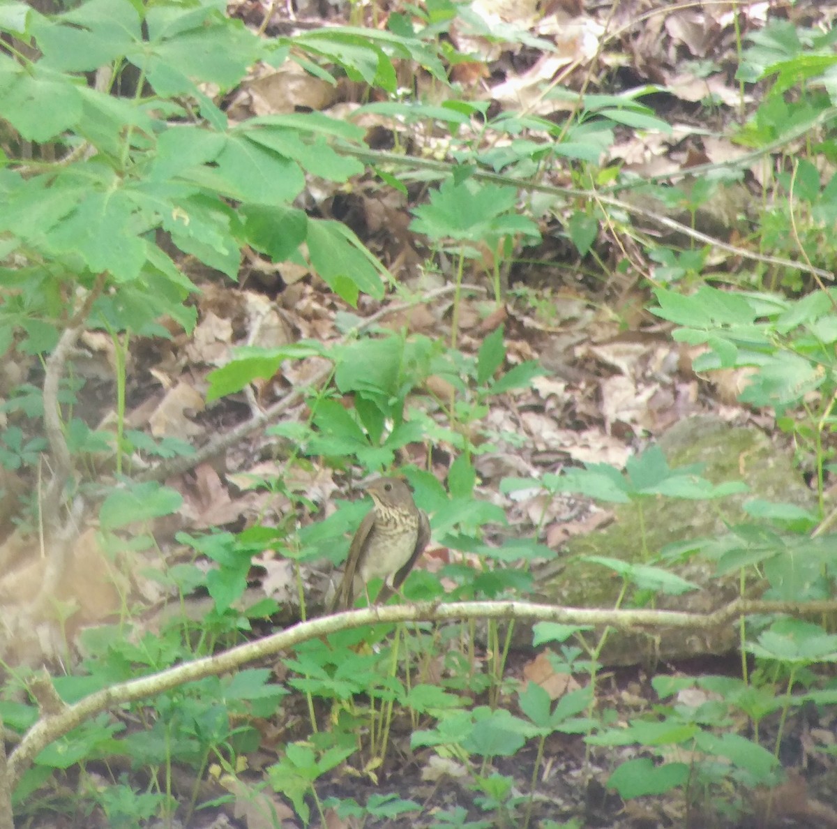 Gray-cheeked Thrush - Richard Stanton