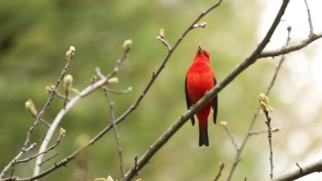 Scarlet Tanager - ML447242811