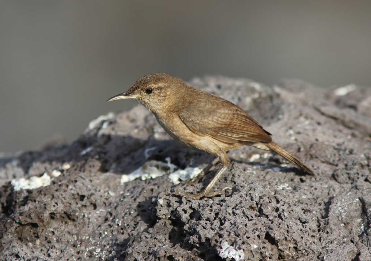 Clarion Wren - Amy McAndrews