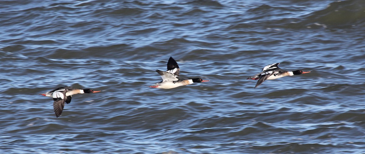 Red-breasted Merganser - ML447248301