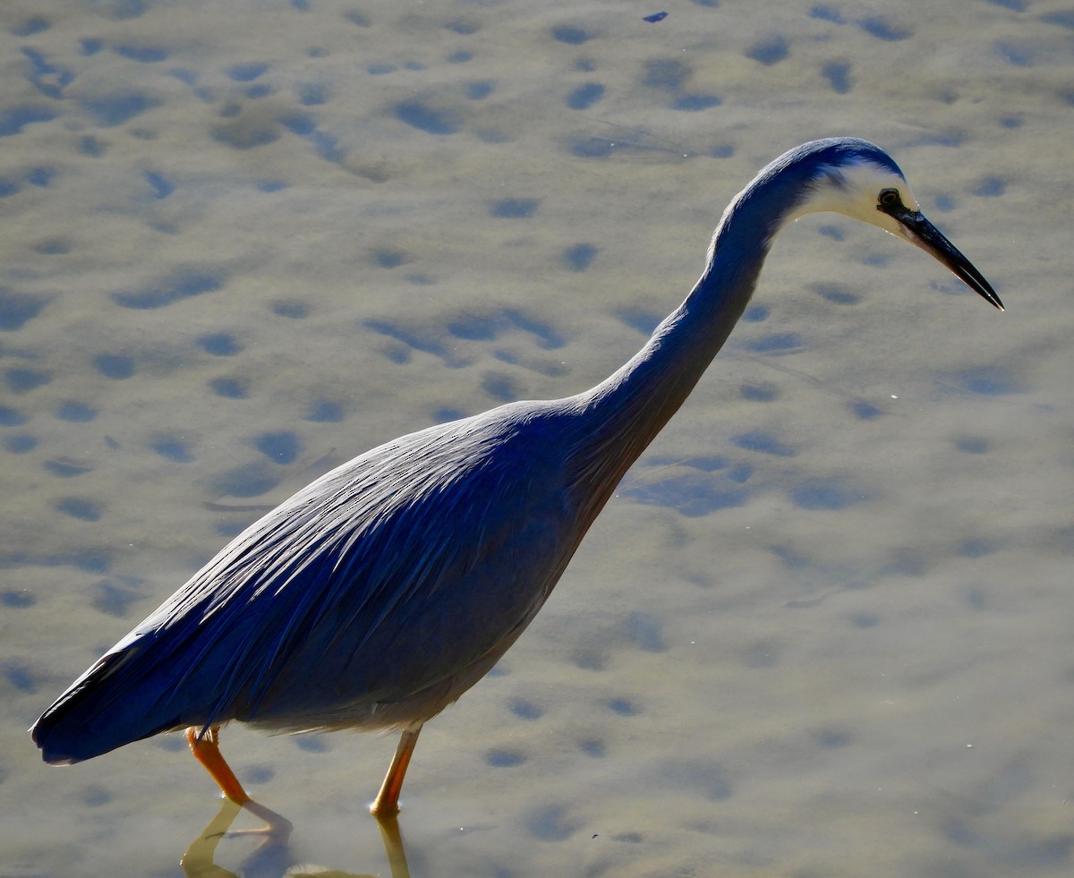 White-faced Heron - ML447249541