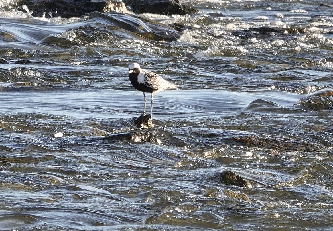 Black-bellied Plover - Bird Idiot