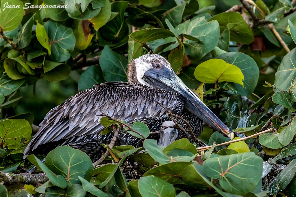 Brown Pelican - ML44725121