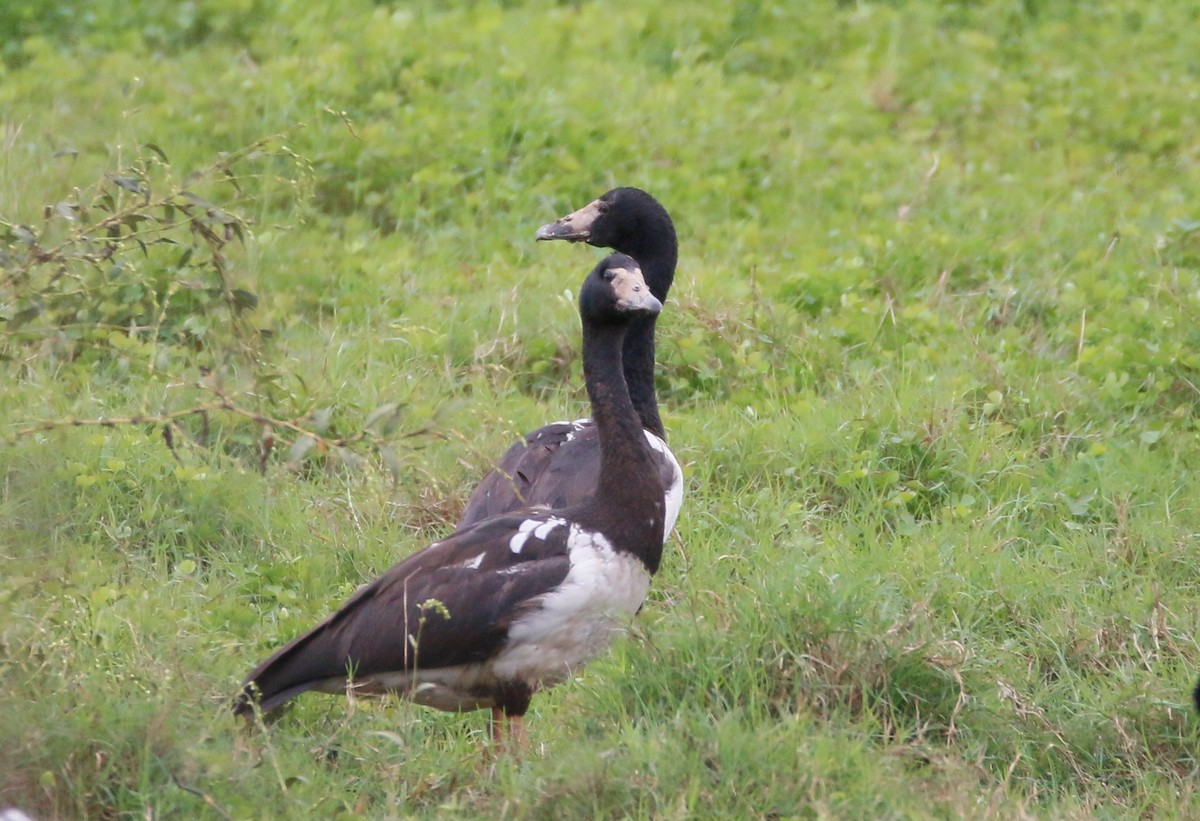 Magpie Goose - ML447251391