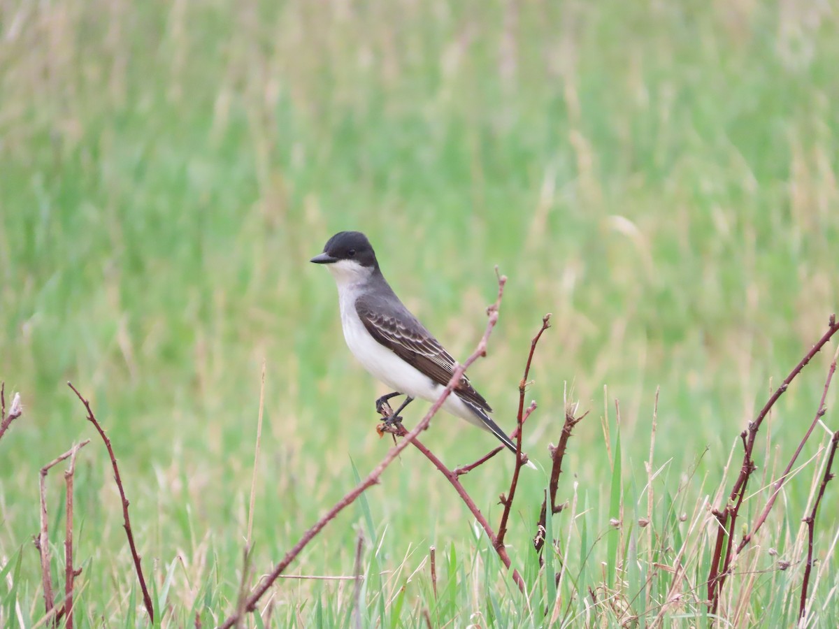 Eastern Kingbird - ML447252361