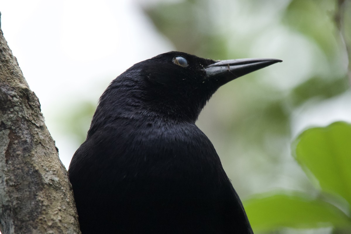 Greater Antillean Grackle - ML447252531