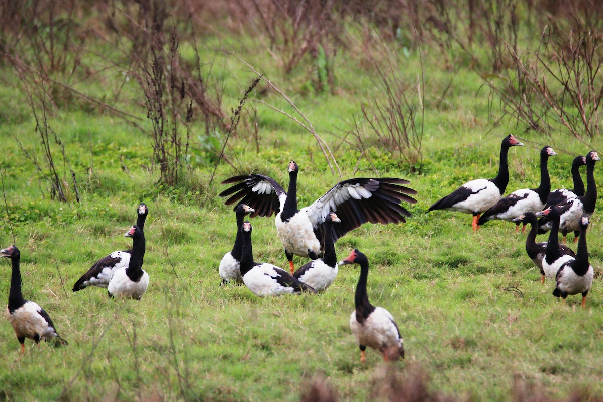 Magpie Goose - ML447252741