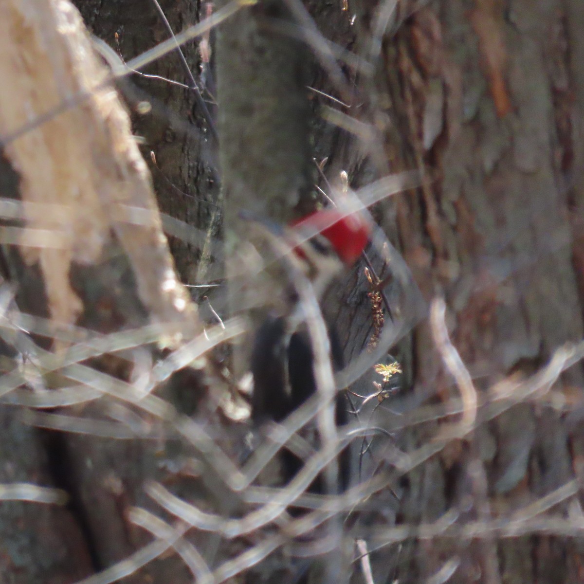 Pileated Woodpecker - Mackenzie Goldthwait