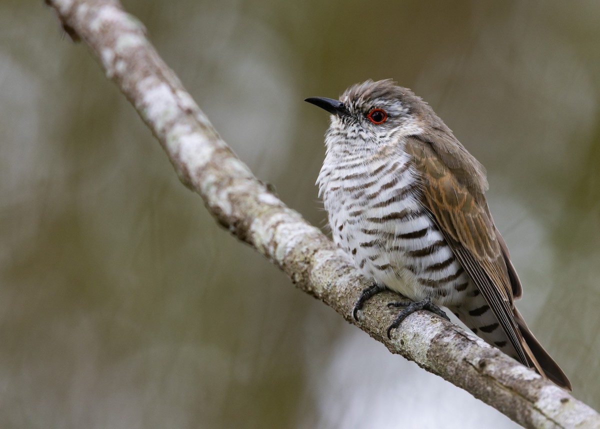 Little Bronze-Cuckoo - Geoff Dennis