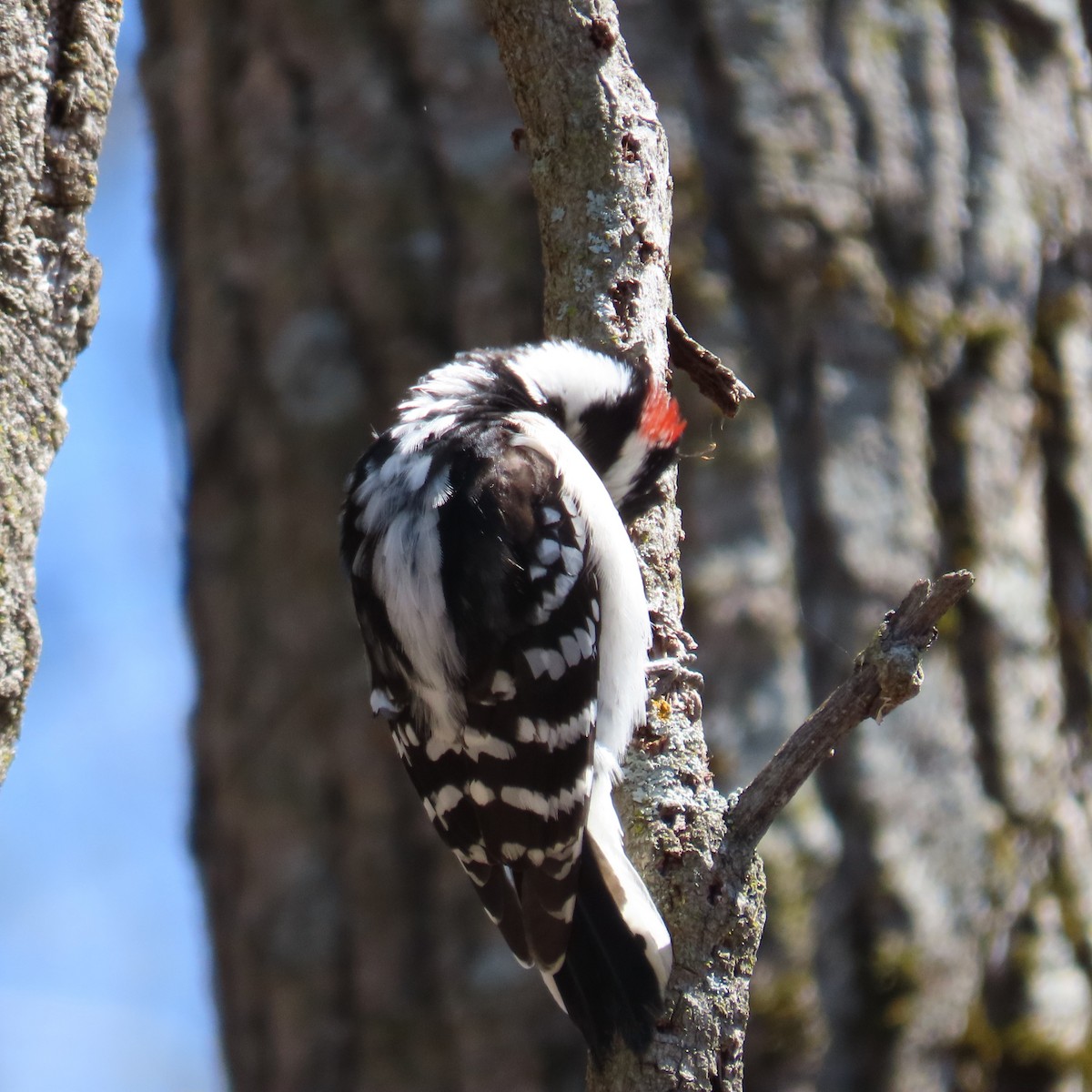Downy Woodpecker (Eastern) - ML447254201