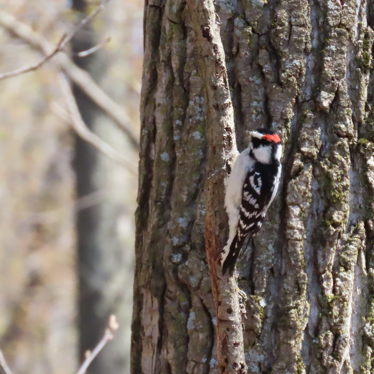 Downy Woodpecker (Eastern) - ML447254211
