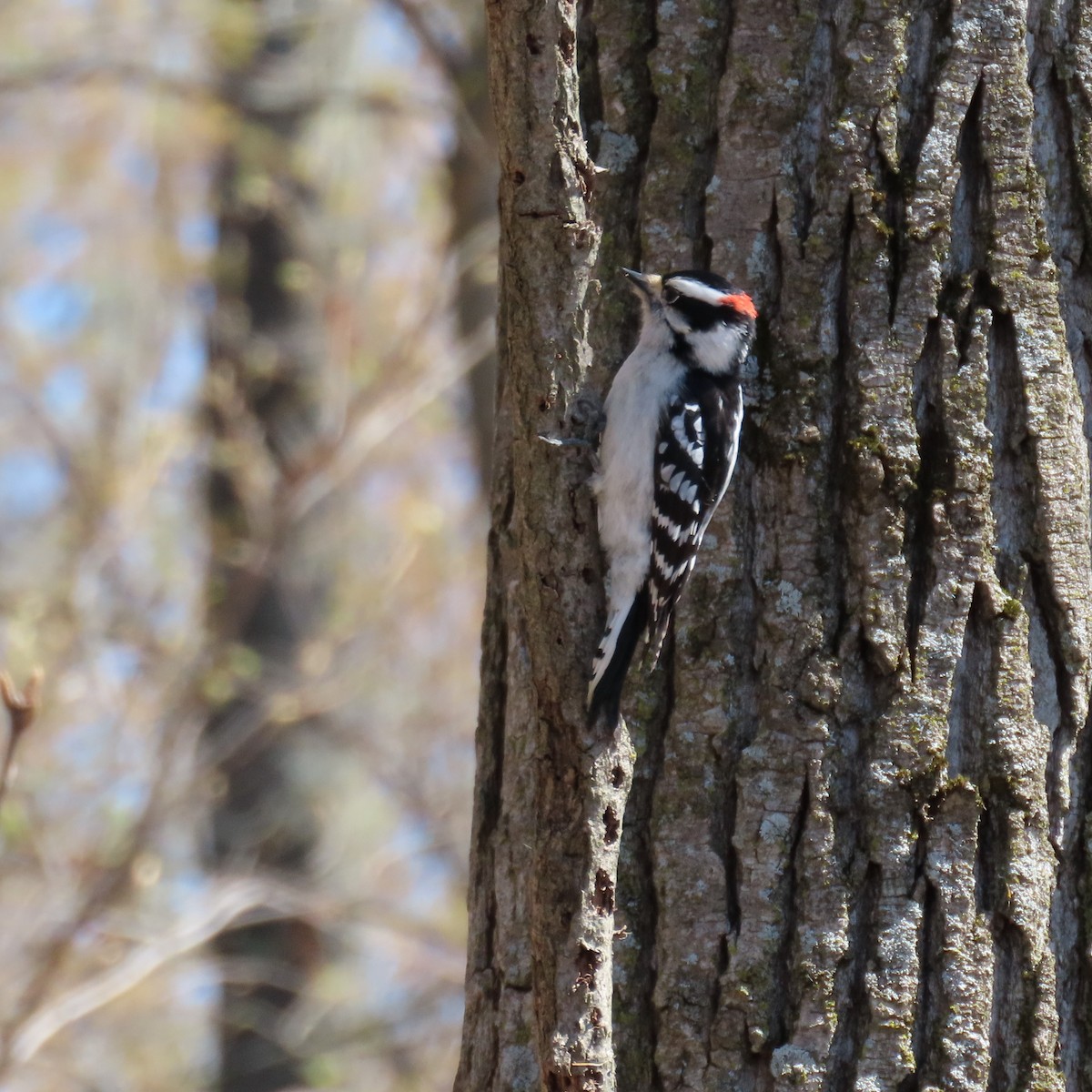 Downy Woodpecker (Eastern) - ML447254231