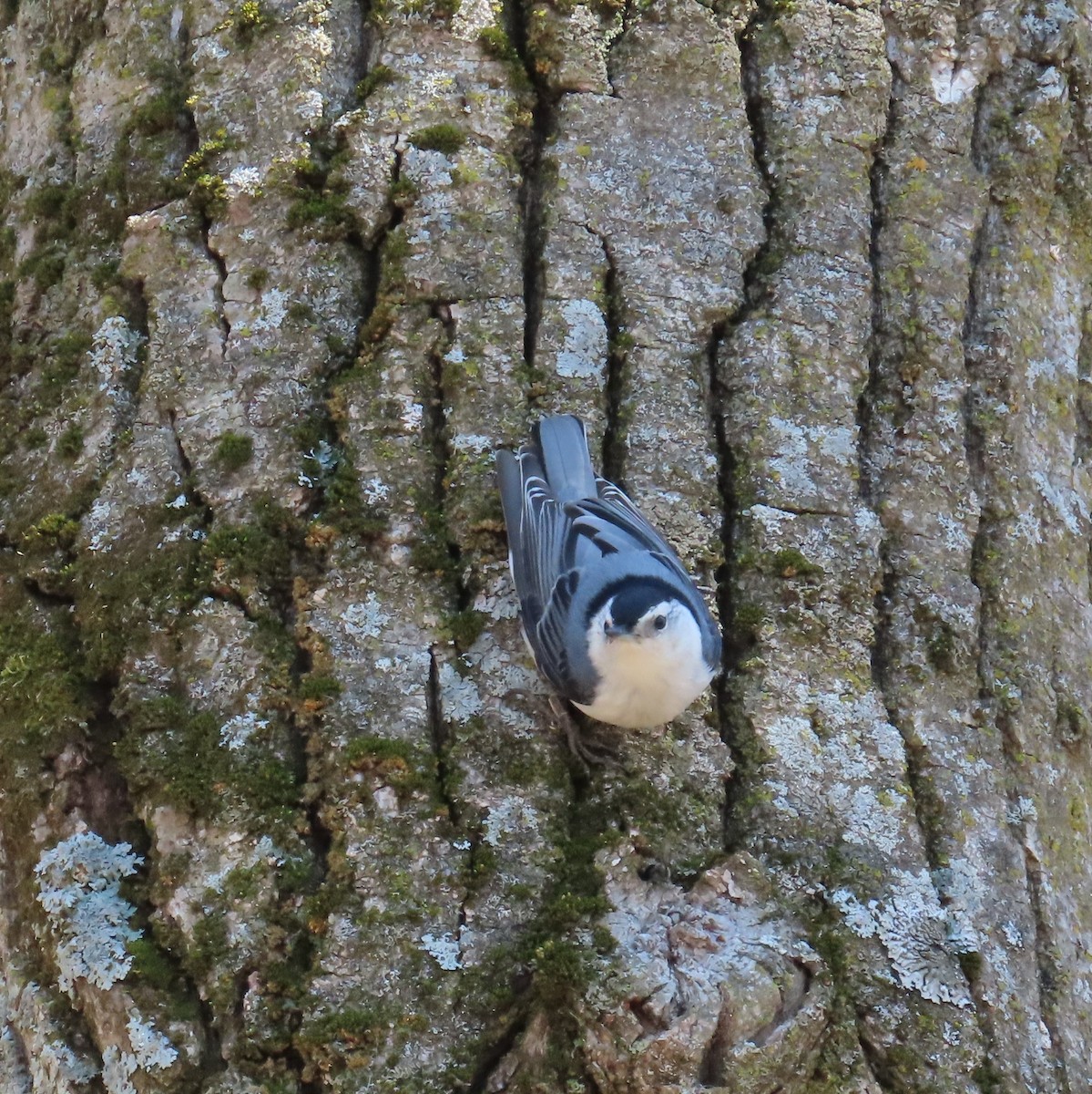 White-breasted Nuthatch (Eastern) - Mackenzie Goldthwait