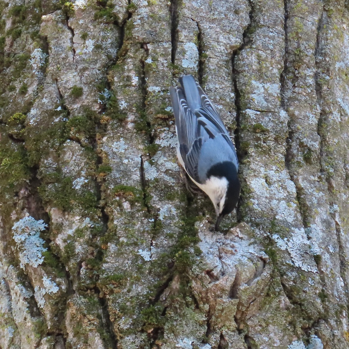 Beyaz Göğüslü Sıvacı (carolinensis) - ML447254381