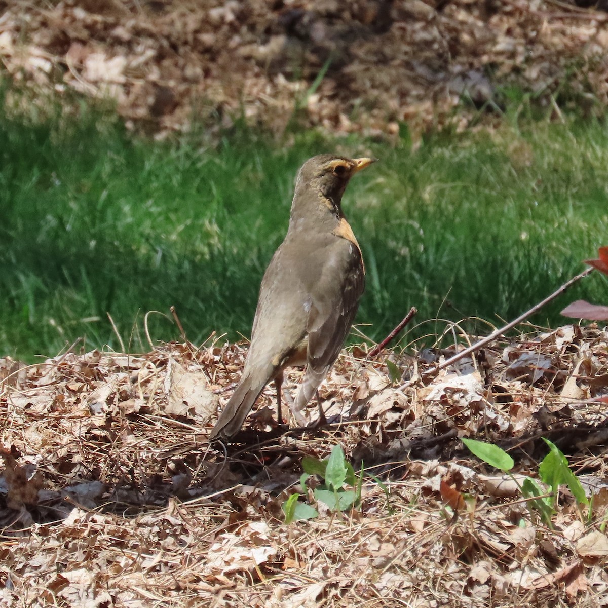 American Robin - ML447254651