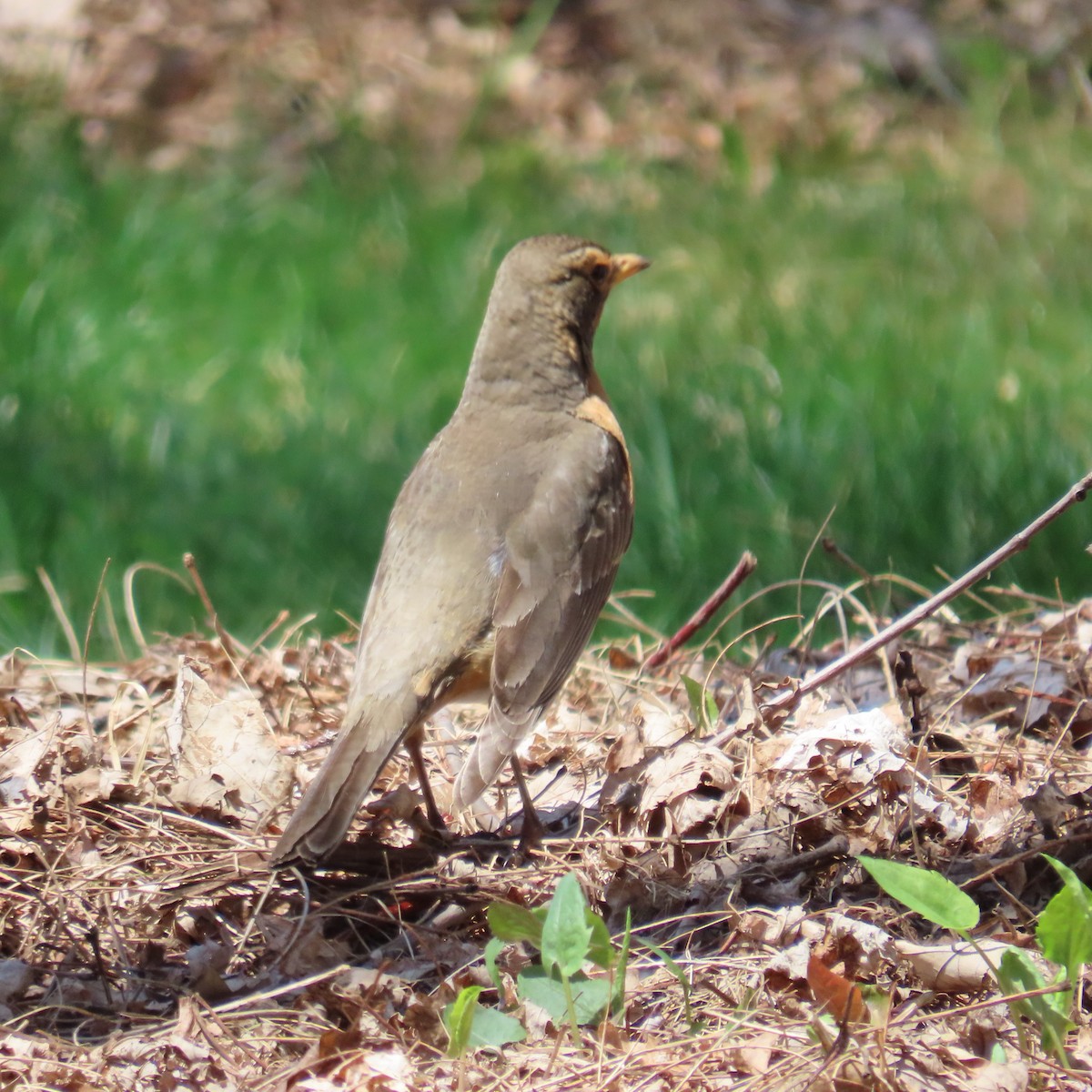 American Robin - ML447254661