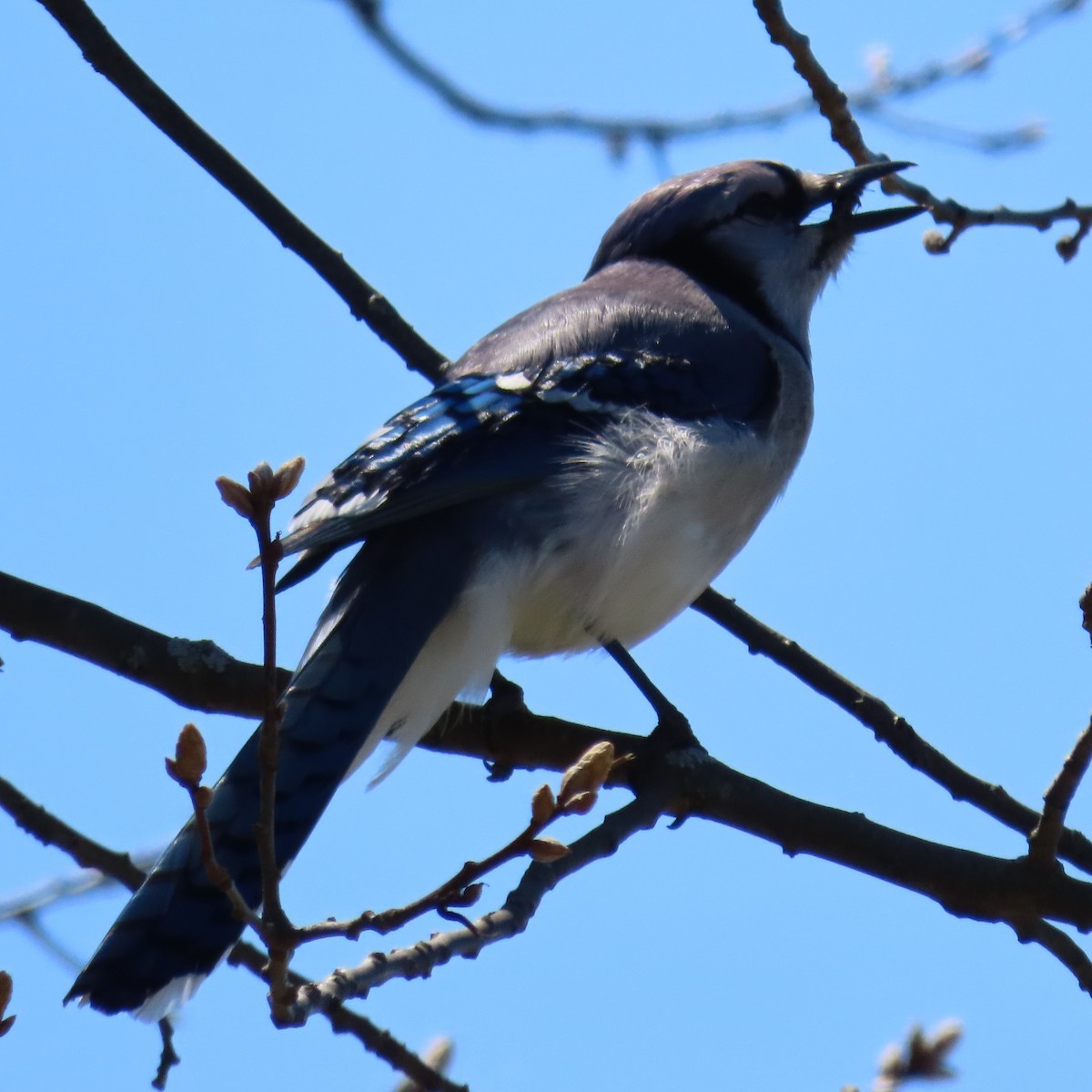 Blue Jay - ML447254911