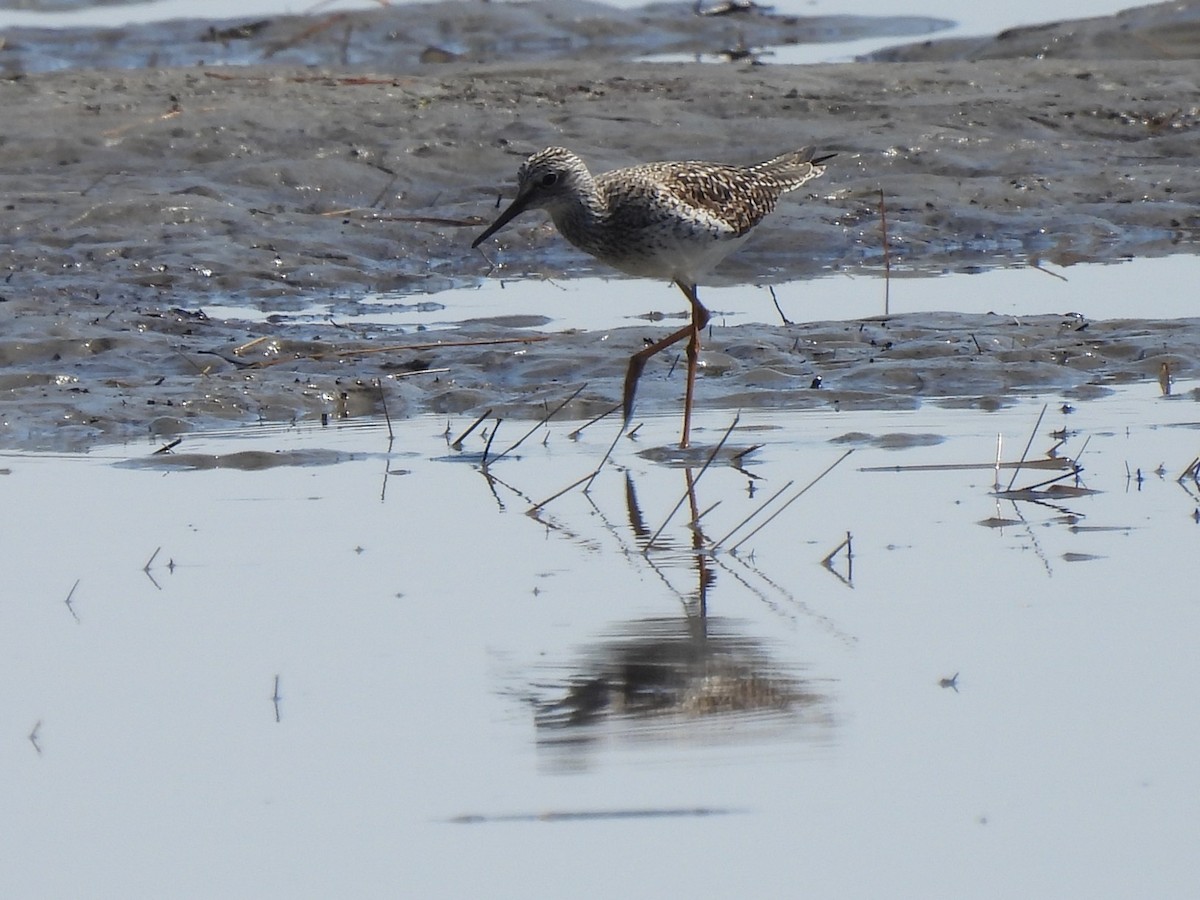 Lesser Yellowlegs - ML447255121