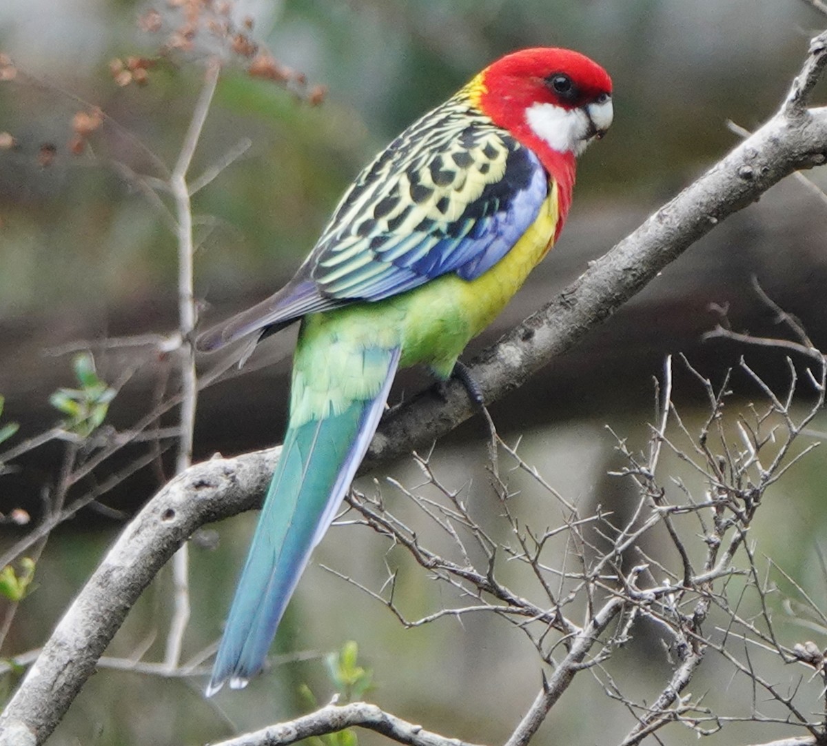 Eastern Rosella - ML447255141