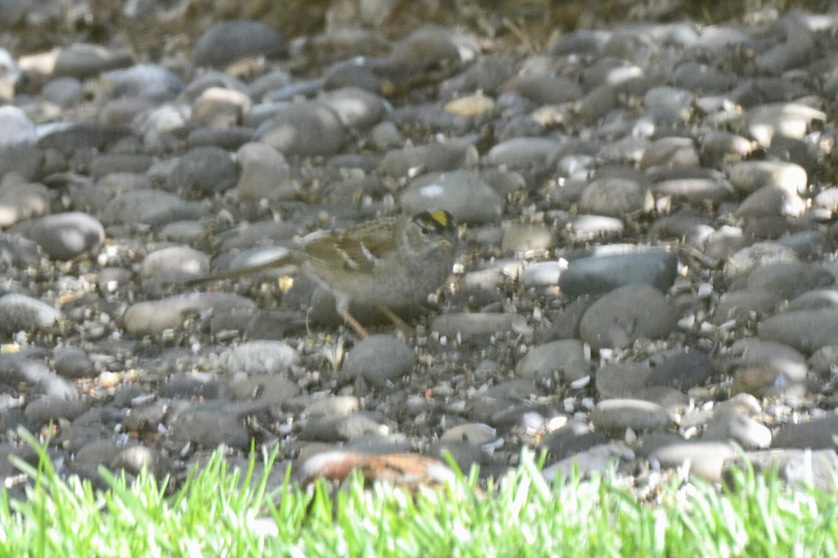 Golden-crowned Sparrow - ML447255461