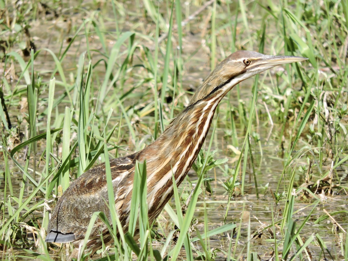 American Bittern - Huguette Longpré